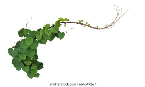 Heart shaped green leaves of Obscure morning glory (Ipomoea obscura) climbing vine plant isolated on white background, clipping path included.  - Powered by Shutterstock