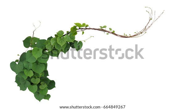 白い背景に切り取り線と薄い朝顔の緑の葉 イポエアオブスクラ つる植物 の写真素材 今すぐ編集