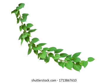 つる植物 High Res Stock Images Shutterstock