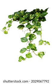 Heart shaped green variegated leave hanging vine plant bush of devil’s ivy or golden pothos (Epipremnum aureum) popular foliage tropical houseplant isolated on white with clipping path.
