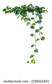 Heart shaped green variegated leave hanging vine plant bush of devil’s ivy or golden pothos (Epipremnum aureum) popular foliage tropical houseplant isolated on white with clipping path. - Shutterstock ID 2189661831