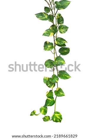 Heart shaped green variegated leave hanging vine plant of devil’s ivy or golden pothos (Epipremnum aureum) popular foliage tropical houseplant isolated on white with clipping path.