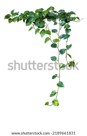Heart shaped green variegated leave hanging vine plant bush of devil’s ivy or golden pothos (Epipremnum aureum) popular foliage tropical houseplant isolated on white with clipping path.