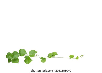 Heart Shaped Green Yellow Leaves Vine, Devil's Ivy, Isolated On White Background.