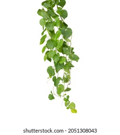 Heart Shaped Green Yellow Leaves Vine, Devil's Ivy, Isolated On White Background.