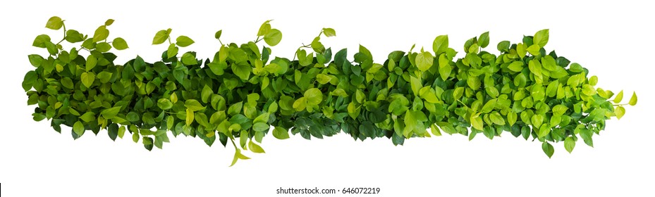 Heart shaped green yellow leaves of devil's ivy or golden pothos, panoramic top view bush isolated on white background, clipping path included.
