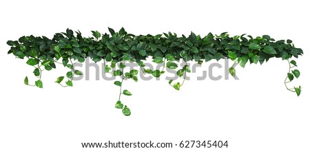 Heart shaped green yellow leaves of devil's ivy or golden pothos, bush with hanging branches isolated on white background, clipping path included.