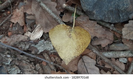 heart shaped leaf close up