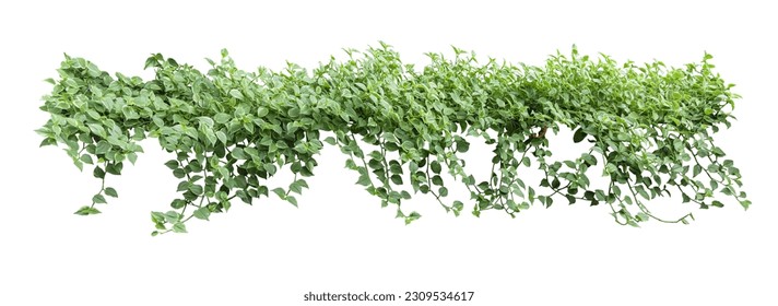 Heart shaped leaf vine, devil's ivy, golden arbor, isolated on white background, clipping path included. - Powered by Shutterstock