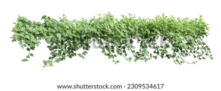 Heart shaped leaf vine, devil's ivy, golden arbor, isolated on white background, clipping path included.