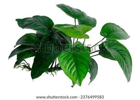 Heart shaped leaves of aquarium plant Anubias Broad Leaf isolated on white background with clipping path
