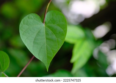 heart shaped leaves on green background