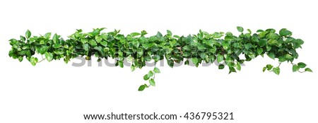 Heart shaped leaves vine, devil's ivy, golden pothos, isolated on white background, clipping path included. 