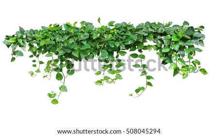Heart shaped leaves vine, devil's ivy, golden pothos, isolated on white background, clipping path included
