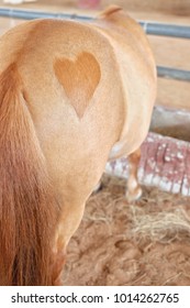 heart shaped on the bottom of a horse / cutting fur horse with heart shaped spot on it is rump 