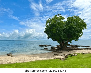 Heart shaped tree by the see