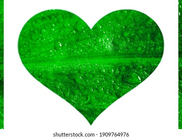 Heart Sign, Symbil. Nature Background Of Green Leaf With Waterdrops. Green Leaf With Drops Of Water. Happy Valentines Day. 14th February.