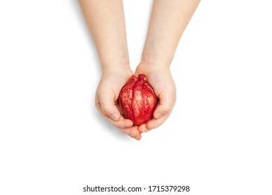 Heart Surgery Concept, Baby Hands Holds Organ On White Background. Life Saving And Transplantation.