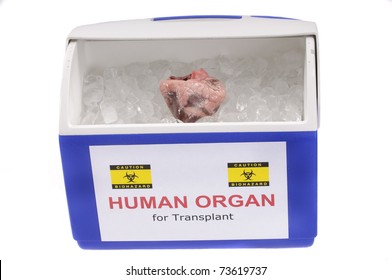 Heart For Transplant In An Ice Chest Ready For Transportation To Recipient