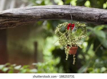 heart tree