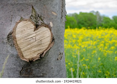 a heart in the tree trunk on a summer day in the rapeseed field in Saxony