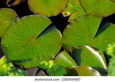 Heart of Water, Lily Pad