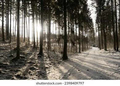 In the heart of winter, the sun dances upon the snow-covered trail, casting a serene glow amidst the forest's embrace.