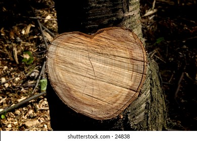 Heart of wood. Newly chopped tree in the shape of a heart. Great for a St Valentine's message, or carved initials.