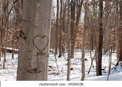 A Heart And The Word Forever Carved On A Tree Trunk In A Winter Woods.