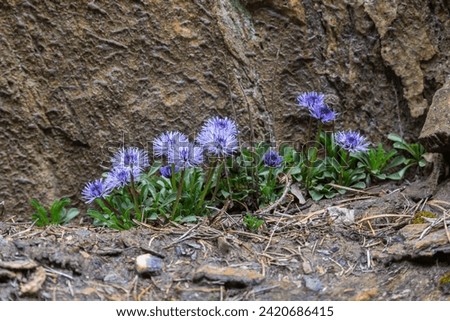 Heart-leaved globe daisy (Globularia cordifolia) blue flowers between rocks in the mountains of Switzerland.