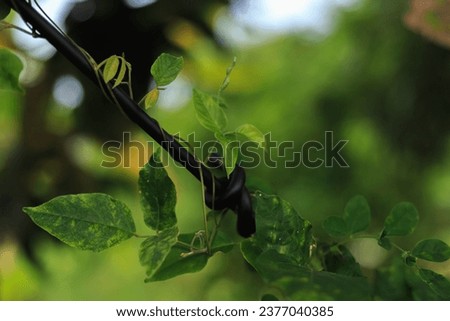 Heart-leaved moonseed ( Tinospora cordifolia ) green leaves herb