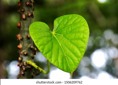 Heartleaved Moonseed Tinospora Crispa Tinospora Cordifolia Stock Photo ...