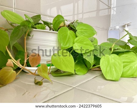 
A heart-leaved plant grows in the corner of the restroom