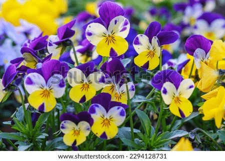 Heartsease or viola tricolor in garden in Bad Pyrmont, Germany, closeup. ストックフォト © 