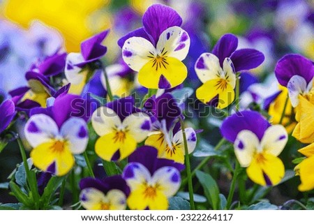 Heartsease or viola tricolor in garden in Bad Pyrmont, Germany, closeup. ストックフォト © 