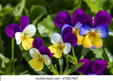 Heartsease (Viola tricolor) in garden, Moscow region, Russia