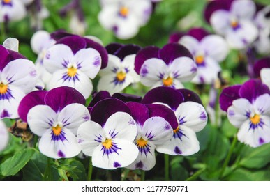 Heartsease (Viola) or Violet. Viola is a genus of flowering plants in the violet family Violaceae.