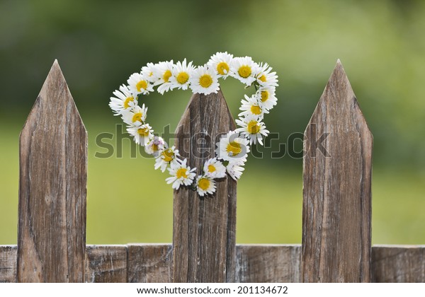 a heart-shaped daisy chain on a picket fence in\
the garden