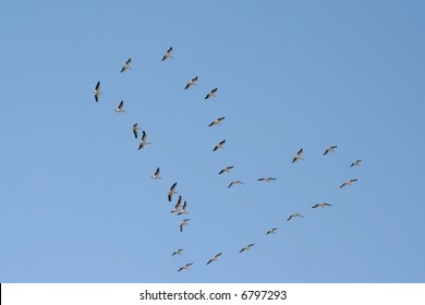 49,260 Heart shaped birds Images, Stock Photos & Vectors | Shutterstock