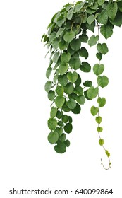 Heart-shaped Green Leaf Jungle Vines, Hanging Climber Vine Bush Isolated On White Background, Clipping Path Included.