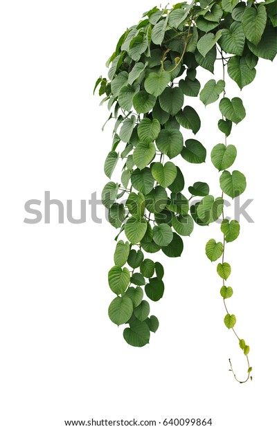 白い背景に切り取り線と ハート型の緑の葉のジャングルのつる植物 つる植物を吊るす の写真素材 今すぐ編集