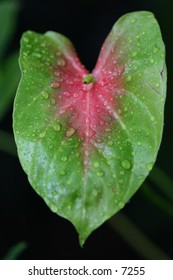 heart-shaped green and magenta leaf