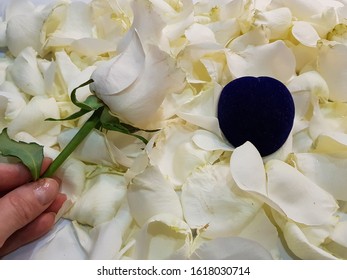 The Heart-shaped Jewelry Box On A Background Of White Rose Petals And A White Rose In A Female Hand. View From Above.