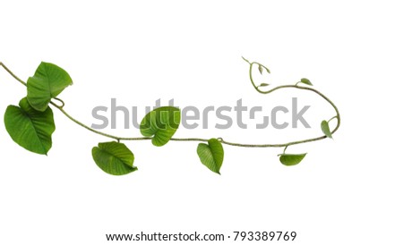 Heart-shaped jungle green leaves vine tropical liana plant isolated on white background, clipping path included.