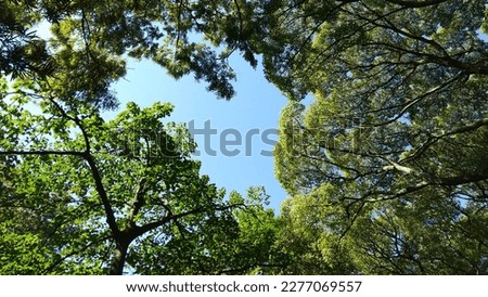 Heart-shaped tree shade and blue sky