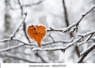 Heart-shaped yellow birch leaf covered with frost. Valentine's day concept. - Shutterstock ID 1856370727