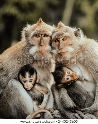 A heartwarming capture of a monkey family in their natural habitat, showcasing the affectionate bond between the members with a focus on two adorable baby monkeys nestled against their guardians.