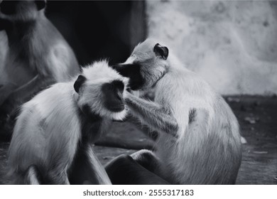 A heartwarming image of two grey langurs grooming each other - Powered by Shutterstock