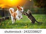 A Heartwarming Moment Between a Dog and Cat at Play, Puppy And Kitten, Dog and Cat Playing Together