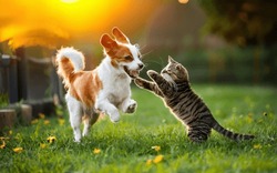 A Heartwarming Moment Between A Dog And Cat At Play, Puppy And Kitten, Dog And Cat Playing Together